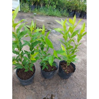 1 chậu cây vối nếp