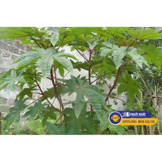 Lá cây thầu dầu tía hữu cơ 500g