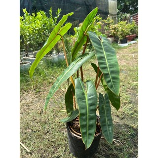Cây Hạc Cam Philodendron Billietiae chậu to xum trang trí nhà cửa cực sang