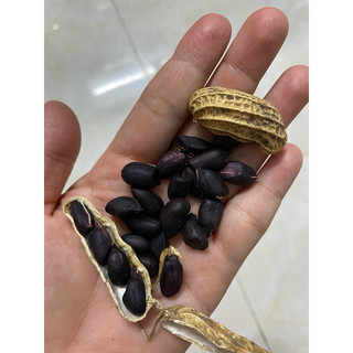 HẠT GIỐNG ĐẬU PHỘNG ĐEN  - 1 Gói