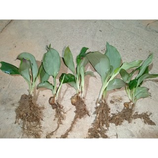 30 cây, củ địa liền giống