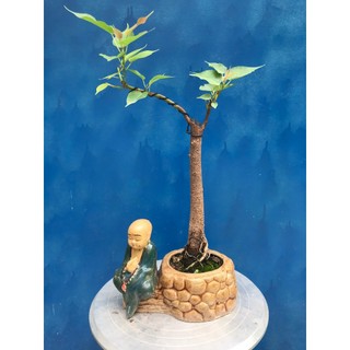 Cây bồ đề bonsai thuần chậu