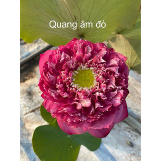 Sen quan âm đỏ (bán củ giống, loại này củ nhỏ gần giống ngó)
