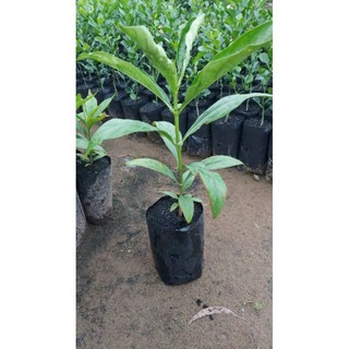 Combo 3bầu cây nhàu con giống phát triển tốt