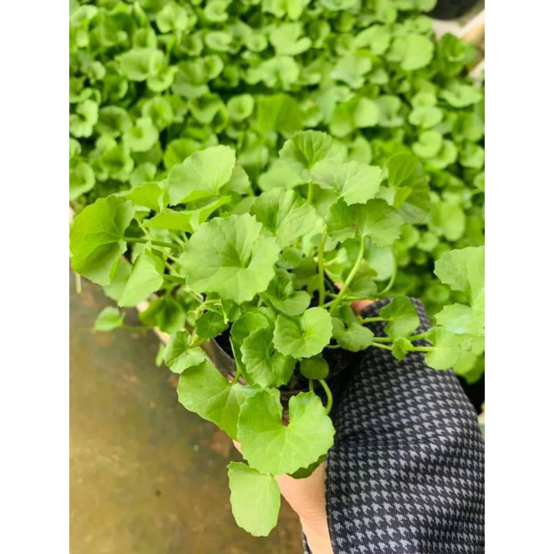 cây giống bầu rau má vườn xanh tốt