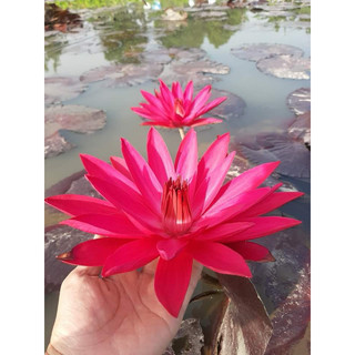 Hoa Súng Mỹ Đỏ Red Flame( Khách không đặt được vui lòng liên hệ shop em ngay nhé)