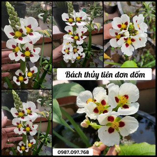 Bách thuỷ tiên đơn đốm