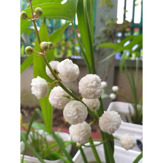 Bách thuỷ tiên bông gòn( khách không đặt được hàng vui lòng liên hệ shop em ạ)