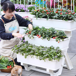  Chậu trồng cây Oliz D203 Kệ trồng rau hình chữ nhật Kệ trồng cây ban công sân thượng 