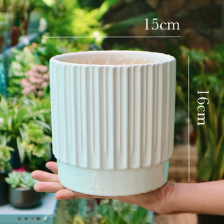 Chậu sứ cao cấp dáng trụ sọc sang trọng cho cây kiểng lá, chậu để bàn