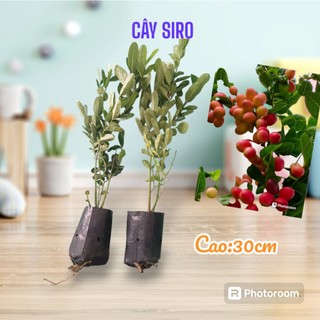 Cây siro giá RẺ. Cây siro. 5cây. mau trái. đẹp, khỏe. dễ chăm.