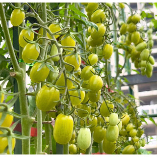 [Hạt giống Mỹ] Gói 3 hạt giống cà chua cherry nho xanh Gourami RZ F1 - tỷ lệ nảy mầm 99%