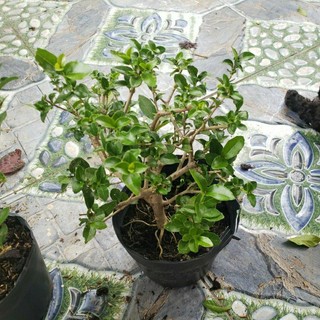 Cây Sam Hương (tặng kèm phân bón)