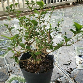 Cây Sam Hương (tặng kèm phân bón)