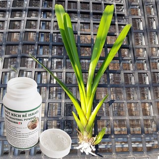 Thuốc Bột Kích Rễ Hoa Lan Nhập Khẩu Israel Rooting Powder Hormoril 3 (Hủ 100gr) không gồm ngừa nấm