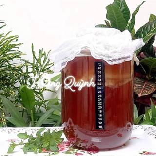 Scoby Kombucha