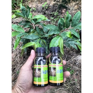 Kích rễ mai vàng a01