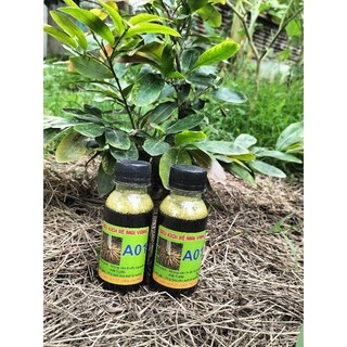 2 chai kích rễ mai vàng A01 MIỄN SHIP