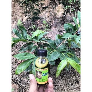 2 chai kích rễ mai vàng A01 MIỄN SHIP