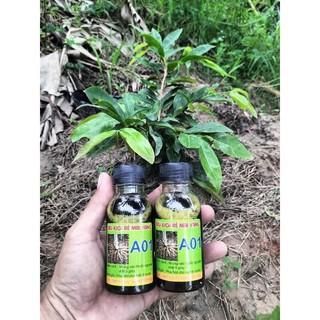 2 chai kích rễ mai vàng A01 (MIỄN PHÍ SHIP)