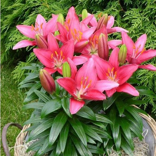 Củ ly lùn hà lan - nhiều tai hoa, dễ trồng, nở đẹp, thơm ngát