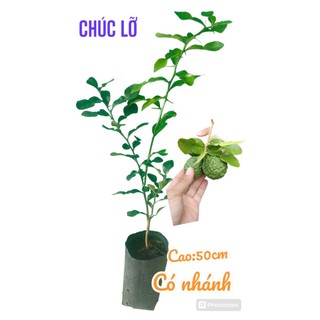 GIÁ SIÊU ƯU ĐÃI/Cây Chúc 9 tháng/Chanh Thái/ 5 cây