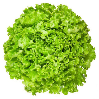Hạt giống xà lách xoăn xanh