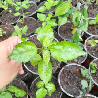 Cây Lá Cách cây giống dùng làm rau và dược liệu rất hay