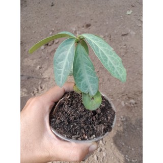 Cây Lưỡi nhân rừng dược liệu quý