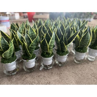 Chậu cây lưỡi hổ bán cạn (kèm bình thủy tinh)