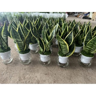 Chậu cây lưỡi hổ bán cạn (kèm bình thủy tinh)