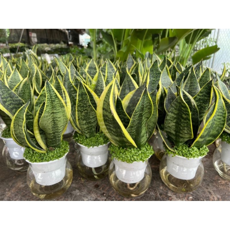 Chậu cây lưỡi hổ bán cạn (kèm bình thủy tinh)