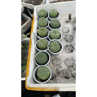 XƯƠNG RỒNG LOPHO HẠT