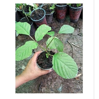 Cây gối hạc giống cây dược liệu
