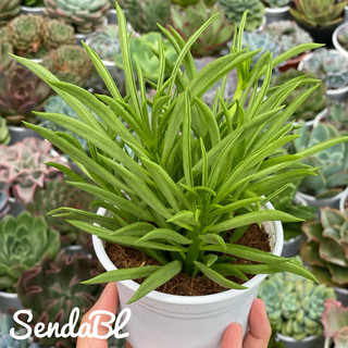 Sen đá Đậu ve Hư 1 Đổi 1