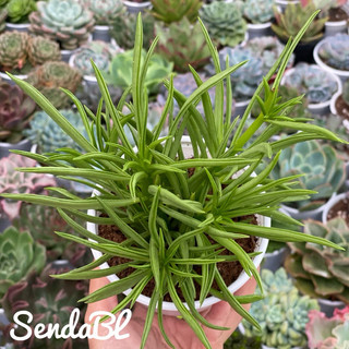 Sen đá Đậu ve Hư 1 Đổi 1
