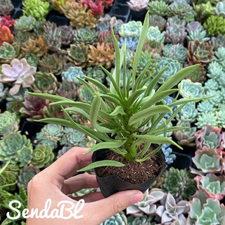 Sen đá Đậu ve Hư 1 Đổi 1