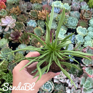 Sen đá Đậu ve Hư 1 Đổi 1
