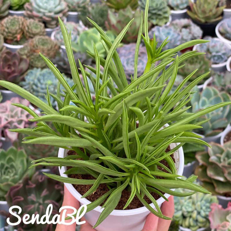 Sen đá Đậu ve Hư 1 Đổi 1