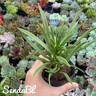 Sen đá Đậu ve Hư 1 Đổi 1