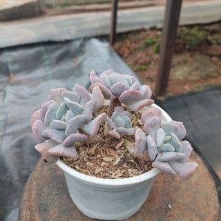 Sen đá cổ thụ cúc tím Đà Lạt