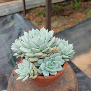 Sen đá cổ thụ dù khổng lồ Đà Lạt