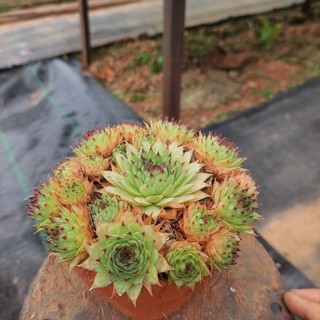 Sen đá Phật bà xanh cổ thụ Đà lạt