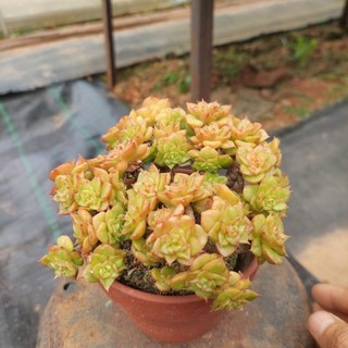 Sen đá cổ thụ nuda Đà Lạt