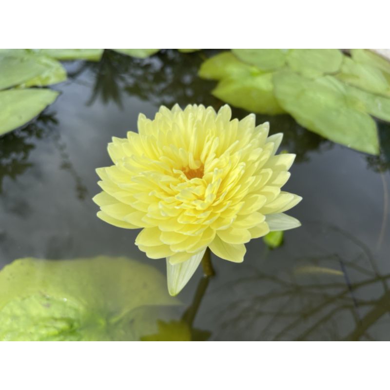 Cây hoa quanh năm hoa súng thái  Khao Vàng nhiều cánh siêng hoa cho hoa quanh năm thủy canh