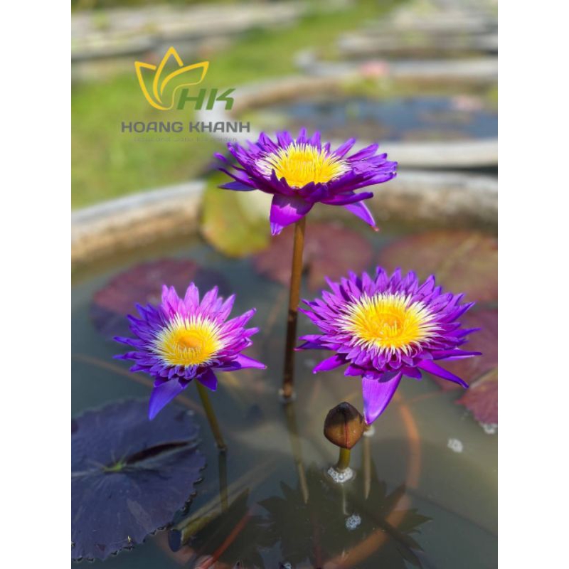 Hoa sún.g hoa sen tím Galaxy