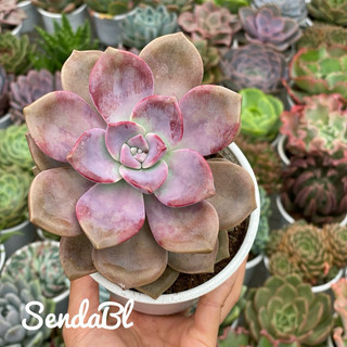 Sen đá Hồng Mập Size Trung 10-12cm Hư 1 Đổi 1