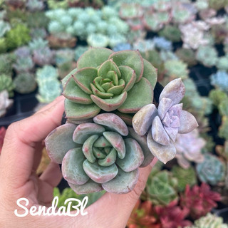 Sen đá mix 3cây mini size bầu 5cm hư 1 đổi 1