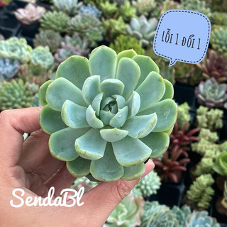 Sen Đá Hải Li Size Bầu Hư 1 Đổi 1