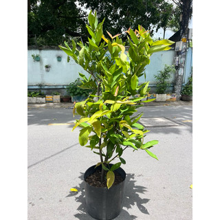 Cây Mận An Phước trái mọc chùm giống rất ngọt, cây to như hình